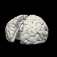 3.png 3D Model of Left and Right Brain