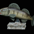 zander-trophy-16.png zander / pikeperch / Sander lucioperca fish in motion trophy statue detailed texture for 3d printing