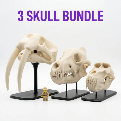 Skull Bundle Pack — Walrus, Dire Wolf & Baboon - Fossil Replica Collection with Display Stands