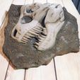 IMG_20200709_220536.jpg skull fossil t-rex