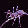 102996.jpg SPIDER COLLECTION - DOWNLOAD SPIDER 3D MODEL ANIMATED - BLENDER - 3DS MAX - CINEMA 4D - FBX - MAYA - UNITY - UNREAL - 3D PRINTING - OBJ - FBX - 3D PROJECT SPIDER CREATE AND GAME READY SPIDER WOMAN RAPTOR
