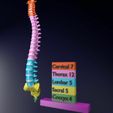 vertebrae-vertebral-column-color-labelled-3d-model-blend-3.jpg Vertebrae vertebral column color labelled 3D model