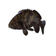 22.jpg DOWNLOAD Coral Fish 3D MODEL - ANIMATED for 3D printing - maya - 3DS MAX - UNITY - UNREAL - BLENDER - C4D - CARTOON - POKÉMON - Coral Fish Goby Epinephelinae Epinephelus bruneus