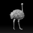 324234.jpg ostrich