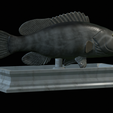 White-grouper-open-mouth-statue-14.png fish white grouper / Epinephelus aeneus open mouth statue detailed texture for 3d printing