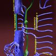 file-4.jpg Venous system thorax abdominal vein labelled 3D model