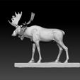 Z1111.jpg moose - elk - deer genus Alces - Alces alces - moose North America