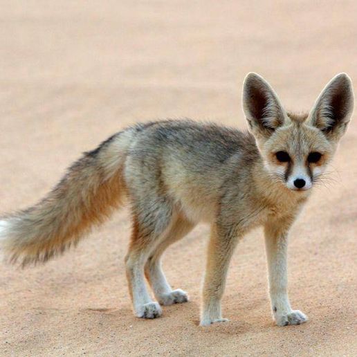 zorro fennec del desierto