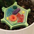 ba838c2a-b33a-4c42-b940-7b2beab68fe0.jpg Plant Cell Model (8 Colors)