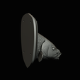 common-carp-22.png head trophy COMMON CARP (CYPRINUS CARPIO)open mouth statue 2 detailed texture for 3d printing