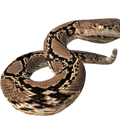 1.png Rattle Snake