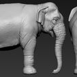 F3.jpg Elephant asian