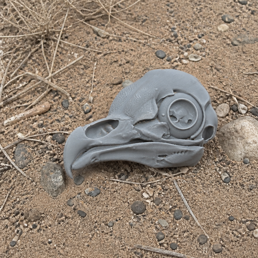 Barn Owl Skull 3D model