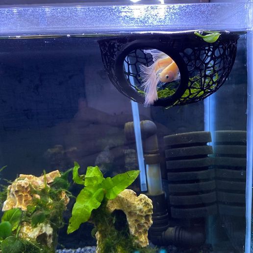 Floating Betta Bed – No Supports Needed! 3D model