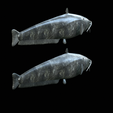 Catfish-Europe-17.png FISH WELS CATFISH / SILURUS GLANIS solo model detailed texture for 3d printing