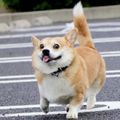 CorgiDesign