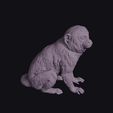 Pygmy-20Marmoset_0003.jpg Sitting Pygmy Marmoset Figurine