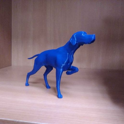 english-pointer-09.jpg English Pointer in hunt