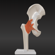 1.png 3D Hip Joint Anatomy Model