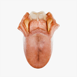 Tongue_Anatomy.png Tongue Anatomy (Dorsum of tongue)