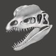 dilophos cranium1.jpg STL file Dilophosaurus dinosaur skull・3D print design to download