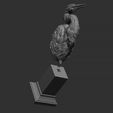 50.jpg Grey Heron bust