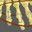 limbs-with-girdle-bones-name-parts-text-labelled-3d-model-badea4da97.jpg Limbs With Girdle bones name parts text labelled 3D model