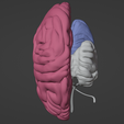 20.png 3D Model of Skull with Brain and Brain Stem - best version