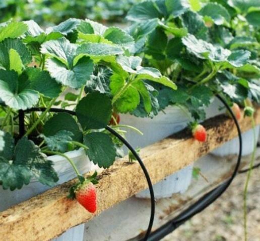 he-thong-tuoi-nho-giot.jpg Drip irrigation system