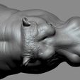 06.jpg Hippo