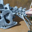 20241114_202300.jpg Череп карнотавра 30 см 3d печать 3d модель