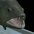 zander-statue-4-open-mouth-1-23.png fish zander / pikeperch / Sander lucioperca  open mouth statue detailed texture for 3d printing