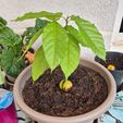 17227731886385930914424344433773.jpg Floating pot for growing avocado pit