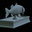 Bass-mount-statue-31.png fish Largemouth Bass / Micropterus salmoides open mouth statue detailed texture for 3d printing