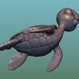 11.jpg Sea Turtle (Green turtle)