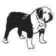 Untitled-1.jpg Bulldog