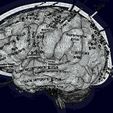 screenshot164.jpg Central nervous system cortex limbic basal ganglia stem cerebel 3D model