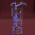 file-40.jpg Venous system thorax abdominal vein labelled 3D model