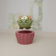 61575_kaktusi_share.jpg Potted plant: cactus cat in a pot