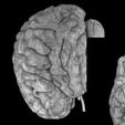 central-nervous-system-cortex-limbic-basal-ganglia-stem-cerebel-3d-model-blend-23.jpg Central nervous system cortex limbic basal ganglia stem cerebel 3D model