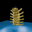 0003.png 逼真的胸椎与肋骨 3D 可打印解剖模型