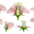 Flower_Render_4.png Parts of A Flower - Ovary Stages
