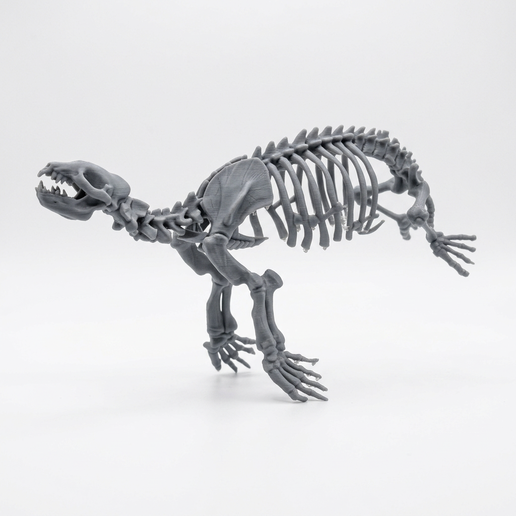 Allodesmus Skeleton 3D Printable Model - 1:10 Scale
