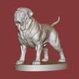 6.jpg Neapolitan Mastiff