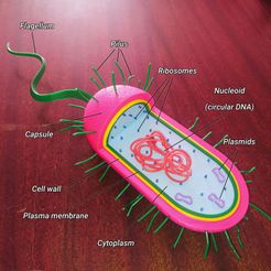 Prokaryote-cell.jpg Файл STL Прокариотическая клетка・Шаблон для загрузки и 3D-печати