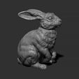 14.jpg Rabbit sitting