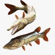 portada.jpg PIKE FISH Esox Masquinongy FISH ANIMAL SEA 3D MODEL 3D - FISH Muskellunge MONSTER HUNTER RAPTOR DINOSAUR RAPTOR 3D MODEL