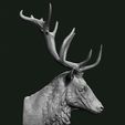 Stag_3.jpg Stag bust