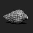 02_shell-3-3d-print-aquarium-3d-model-obj-fbx-stl.jpg Shell 3 - 3D Print - Aquarium - Sea Life
