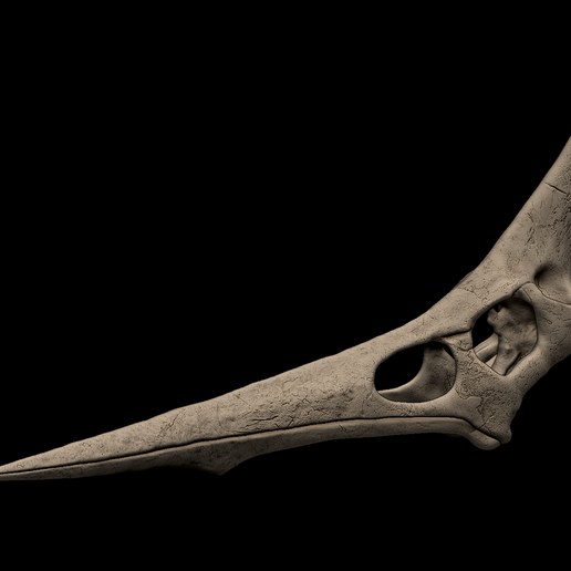 2.png Cráneo de Nyctosaurus